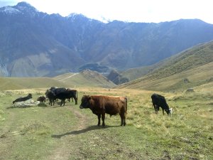 krowa pod Kazbegi, Gruzja