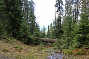 na szlaku wśród świerków, Czarnohora, Ukraina