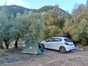 nocleg w gaju oliwnym