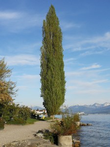 nad jeziorem, w drodze z Zurychu do Rappersville