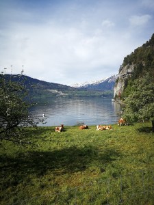 poranek po noclegu obok krówek