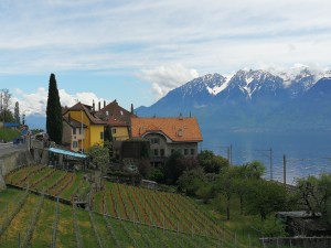 winnice na zboczu jeziora Genewskiego