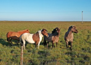 konie na Islandii są bardzo przyjazne i towarzyskie!