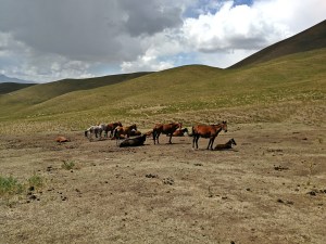 konie w drodze na Song kol