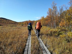 drewniany "broadwalk" ułatwia wędrowanie w podmokłym terenie