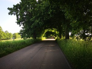 tunel drogowy z drzew