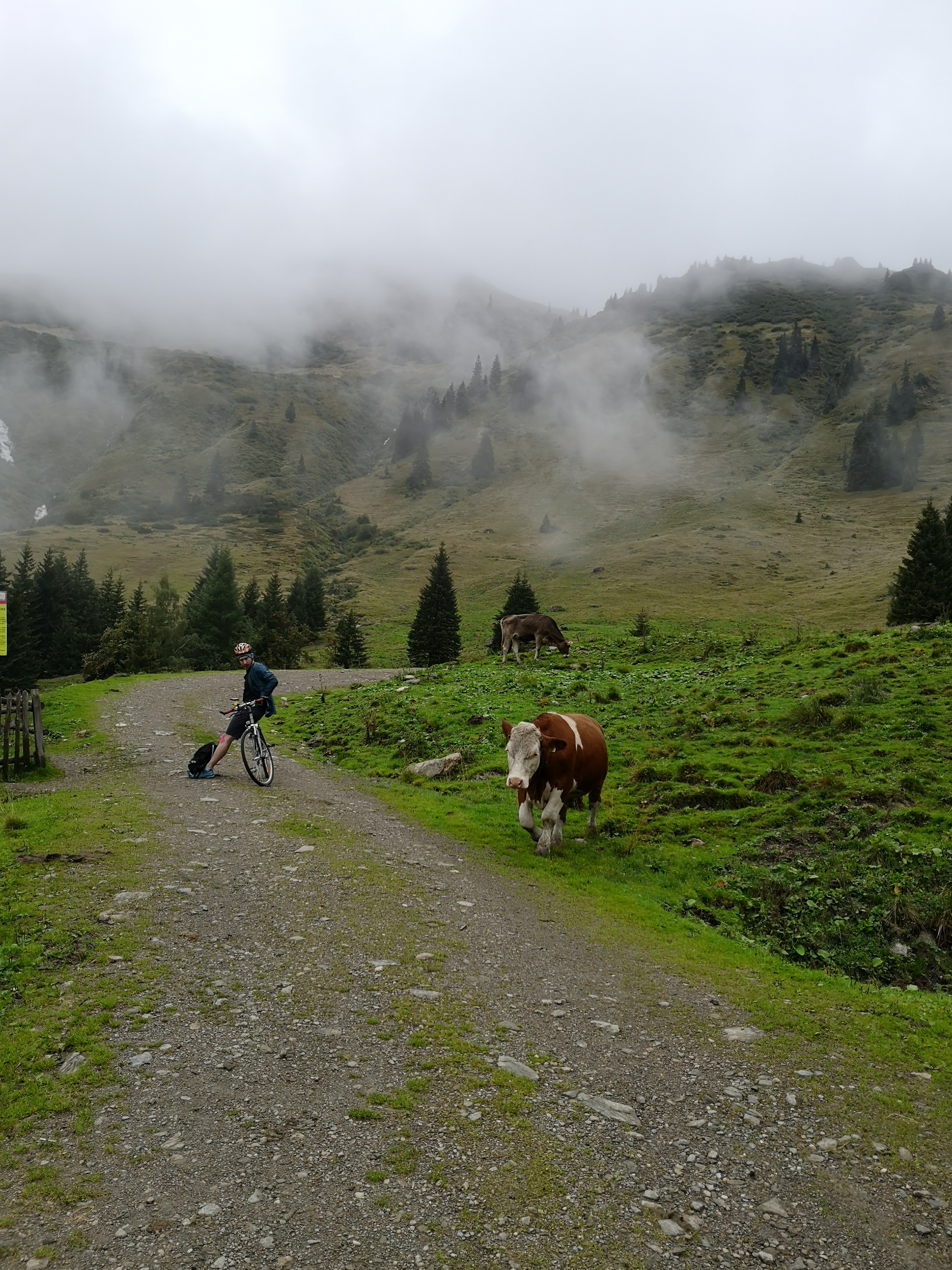 wesoła krowa i Piotrek