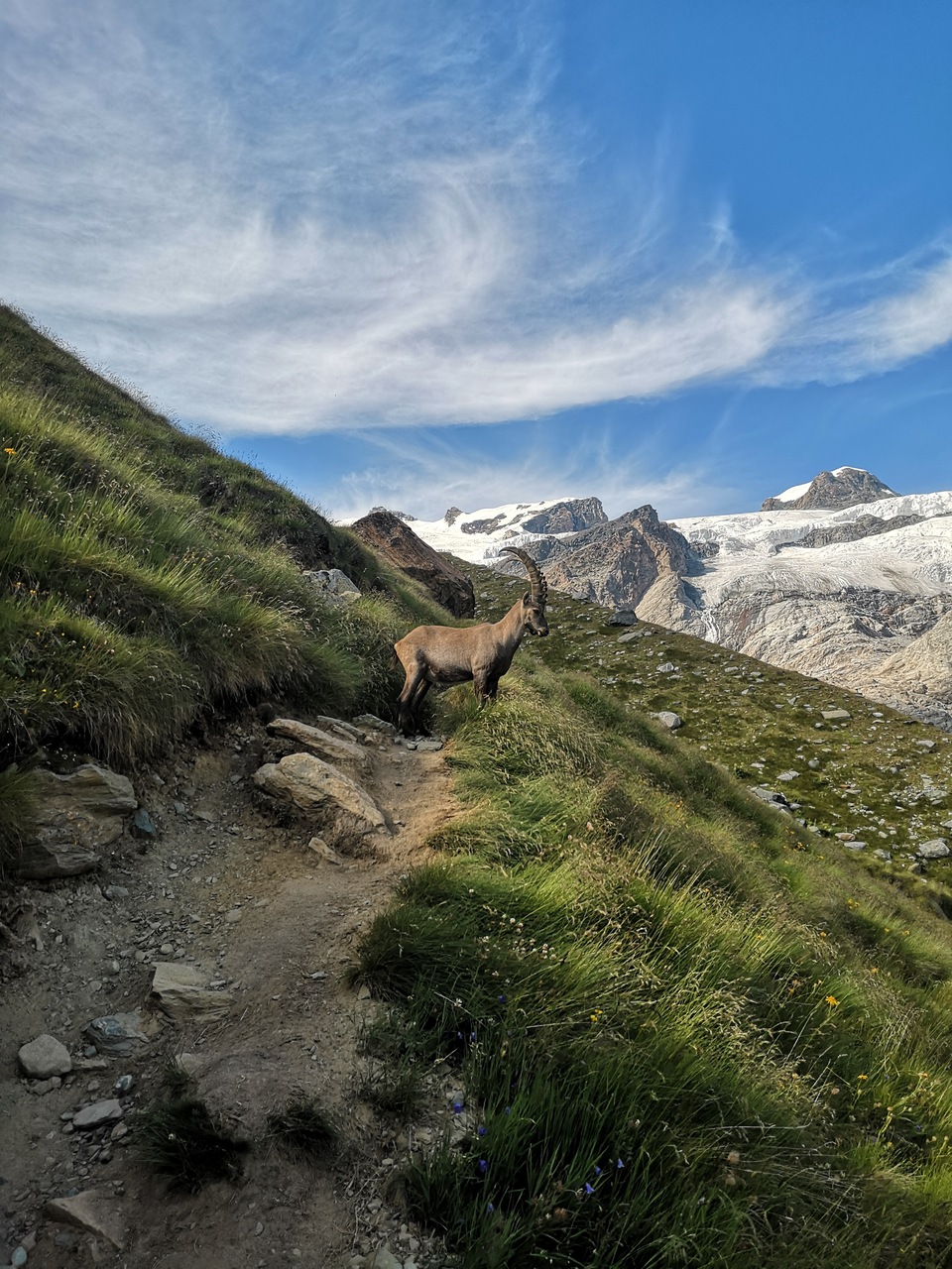 kozica górska na szlaku